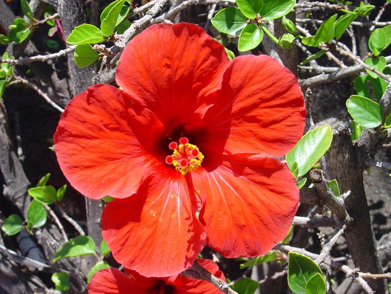Canarie
